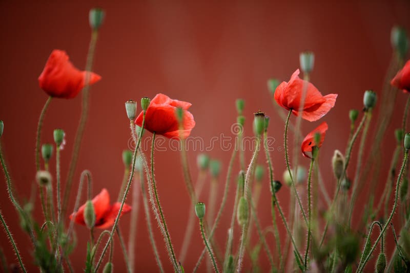 Red Poppy Flowers stock image