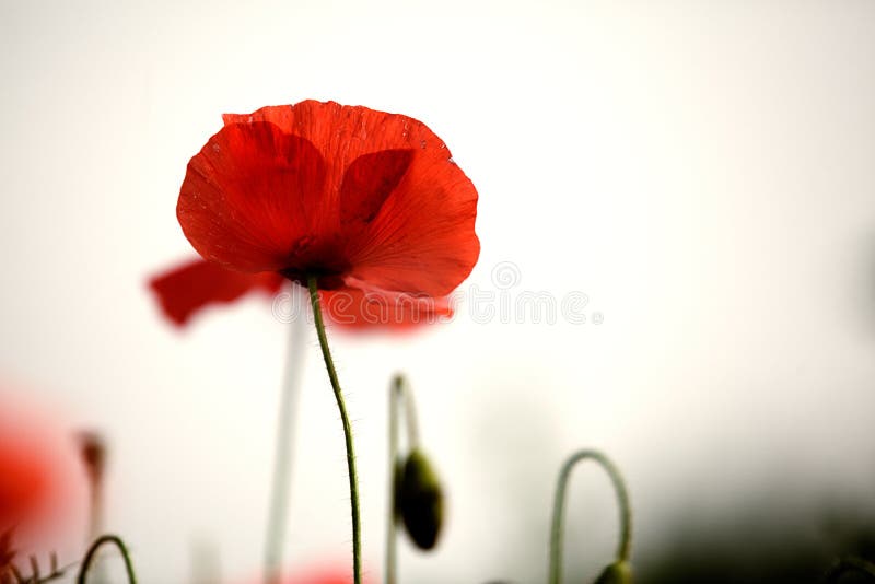 Red Poppy Flowers stock images