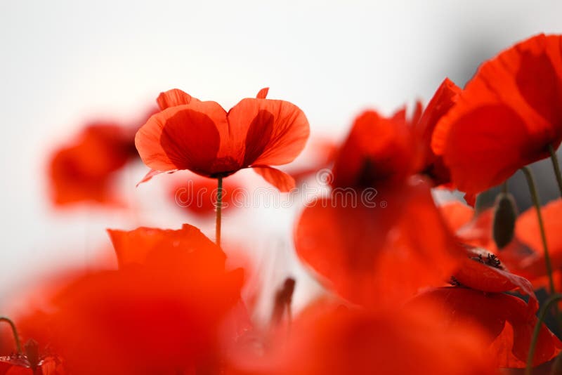 Red Poppy Flowers stock photography