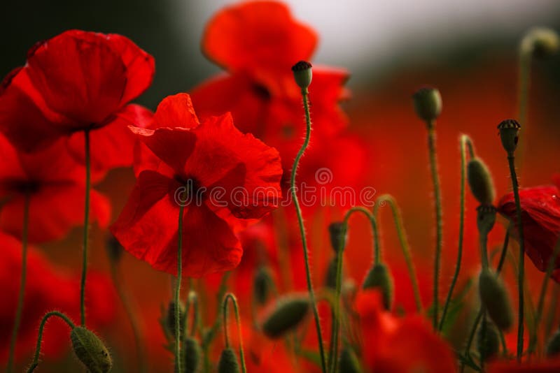Red Poppy Flowers stock photo