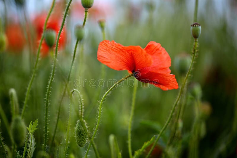 Red Poppy Flowers royalty free stock photography