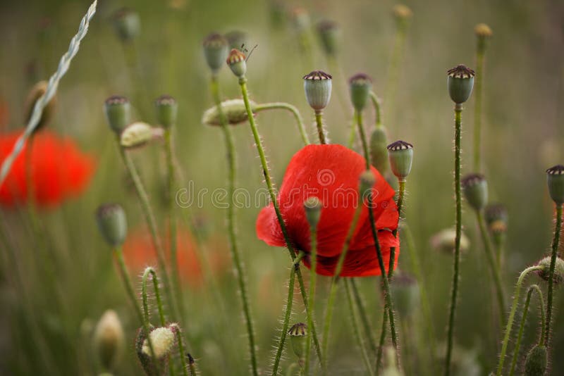 Red Poppy Flowers stock photography
