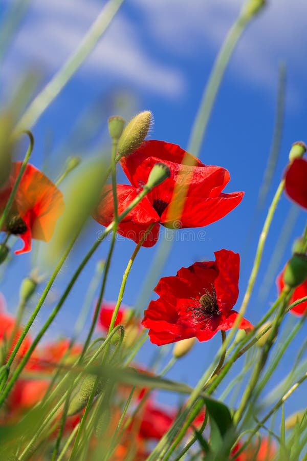 Red Poppy Flowers Field with Sun Lights. Zero Angle Stock Photo Image