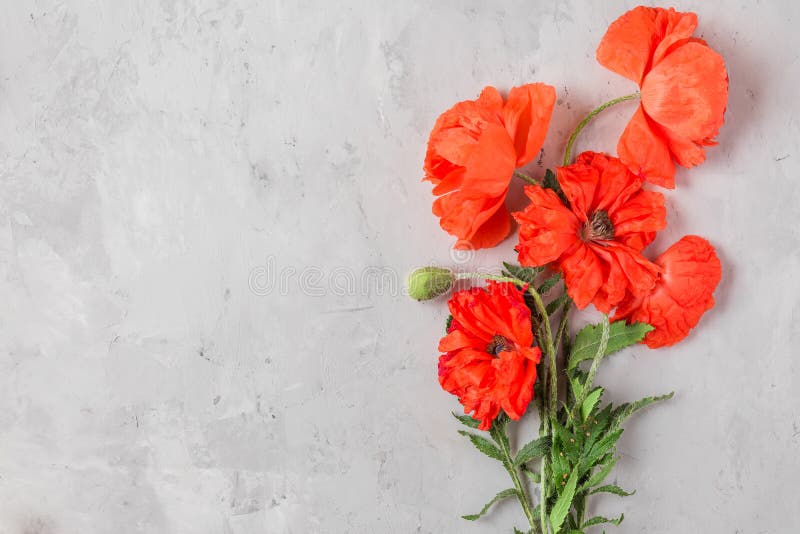 Red poppy flowers bouquet on concrete background. flat lay. top view