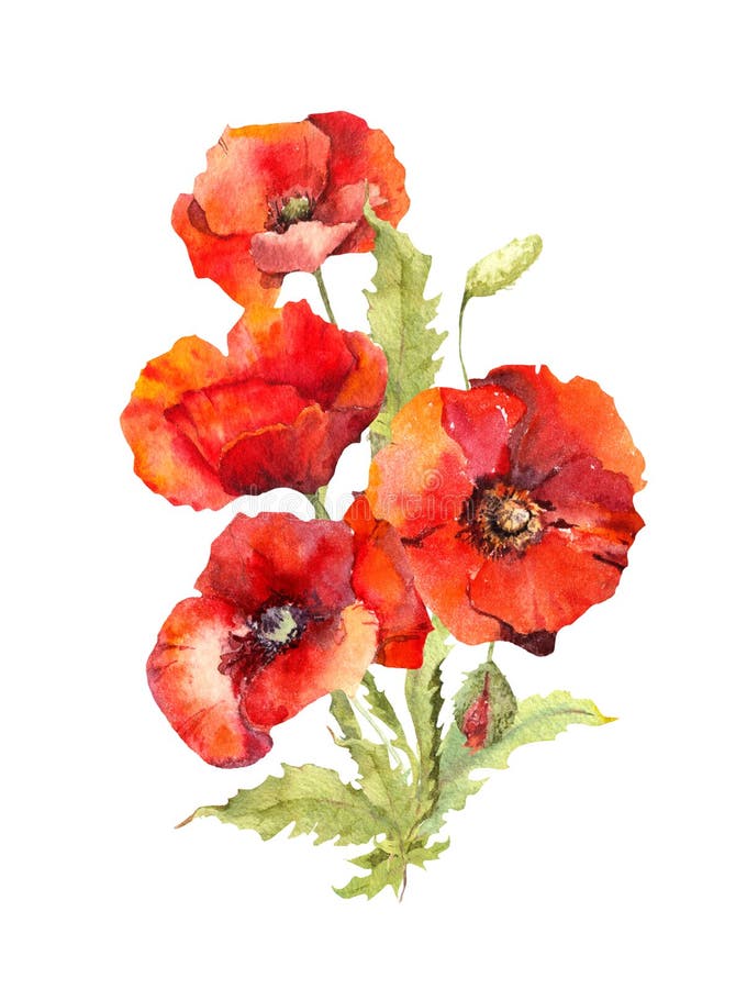 Red poppy flowers bouquet,. Watercolor botanical illustration