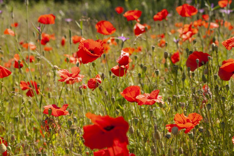 Poppy Flowers in a Field with Wild Flowers Stock Image Image of