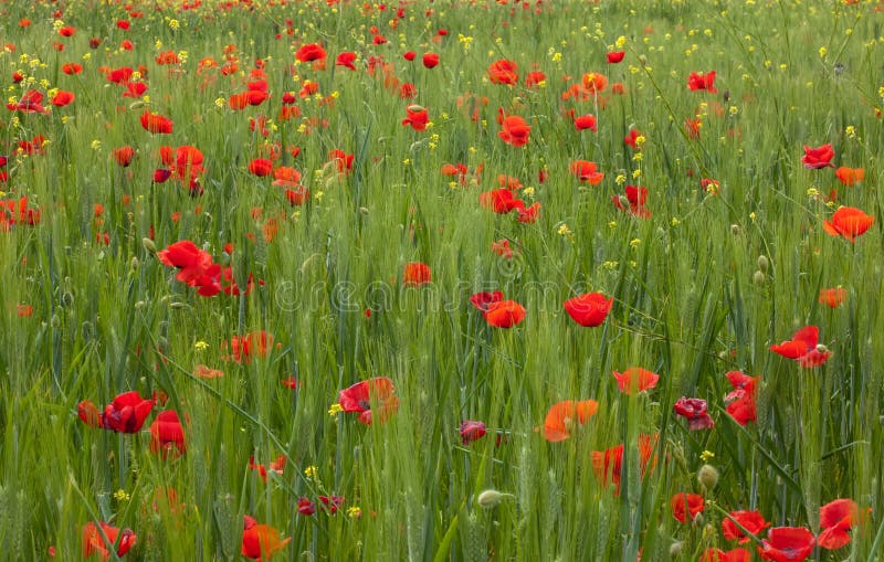 Red Poppy Flowers for Remembrance Day royalty free stock image Red Poppy Flowers for Remembrance Day royalty free stock image