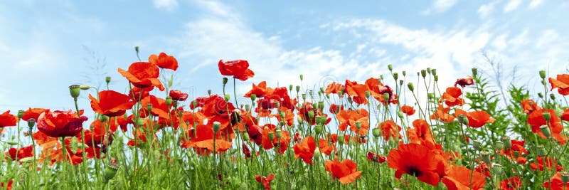 Red poppies flowers on sunny blue sky