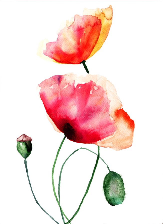 The Tulip Flowers Watercolor Painting Watercolor Stock Illustration ...