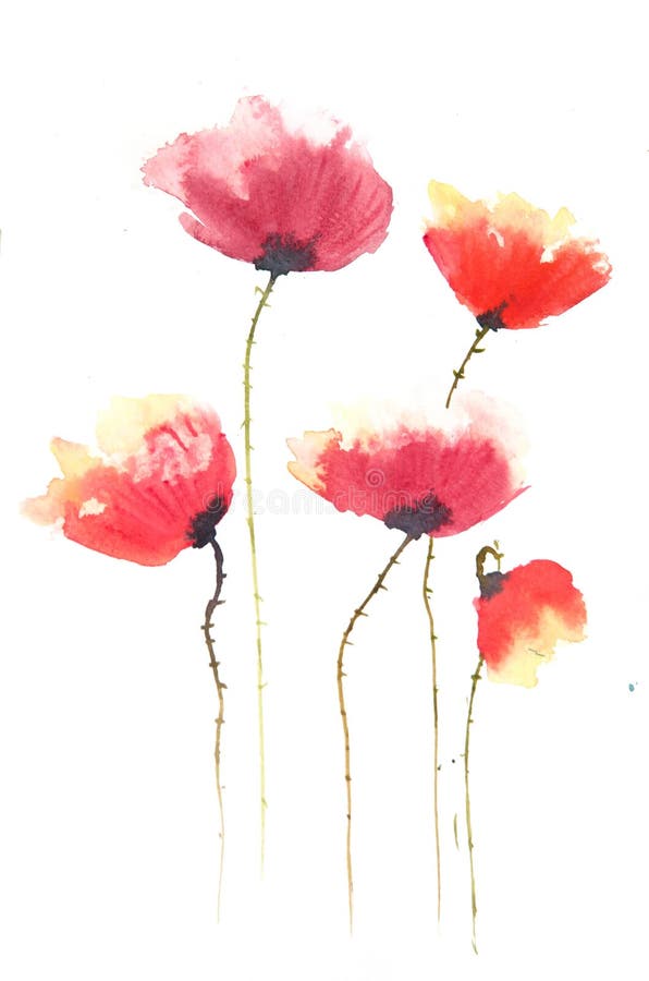 Red Poppy Flowers , Watercolor Illustrator Stock Illustration ...