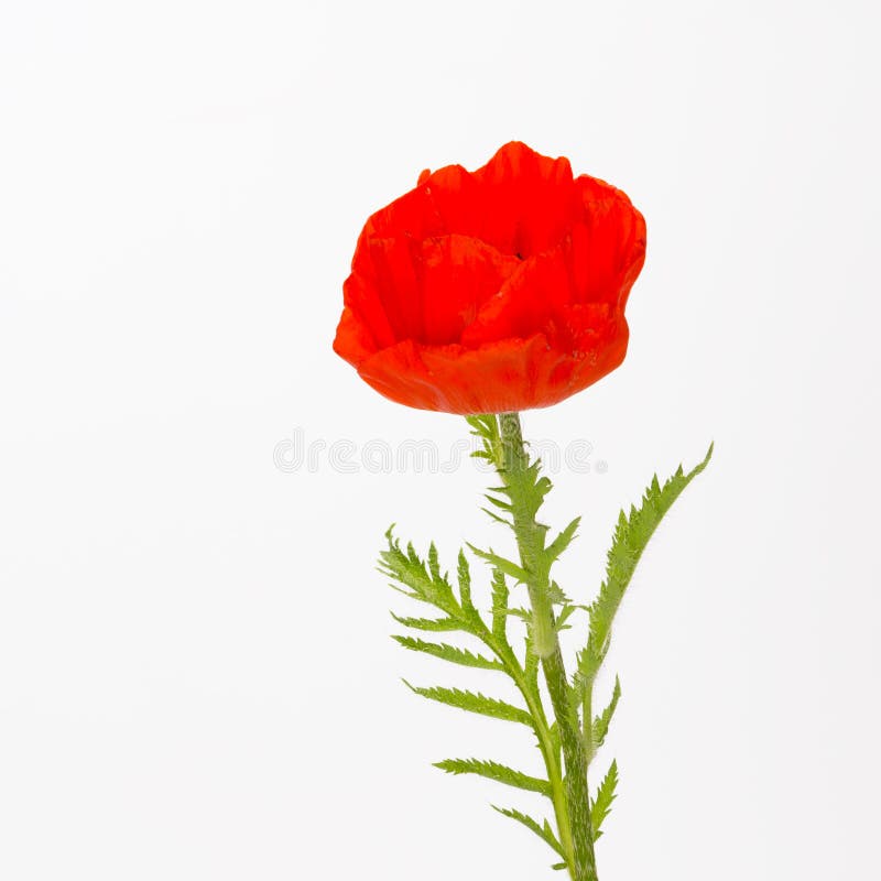 2,794 Poppy Field Black White Stock Photos Free & RoyaltyFree Stock