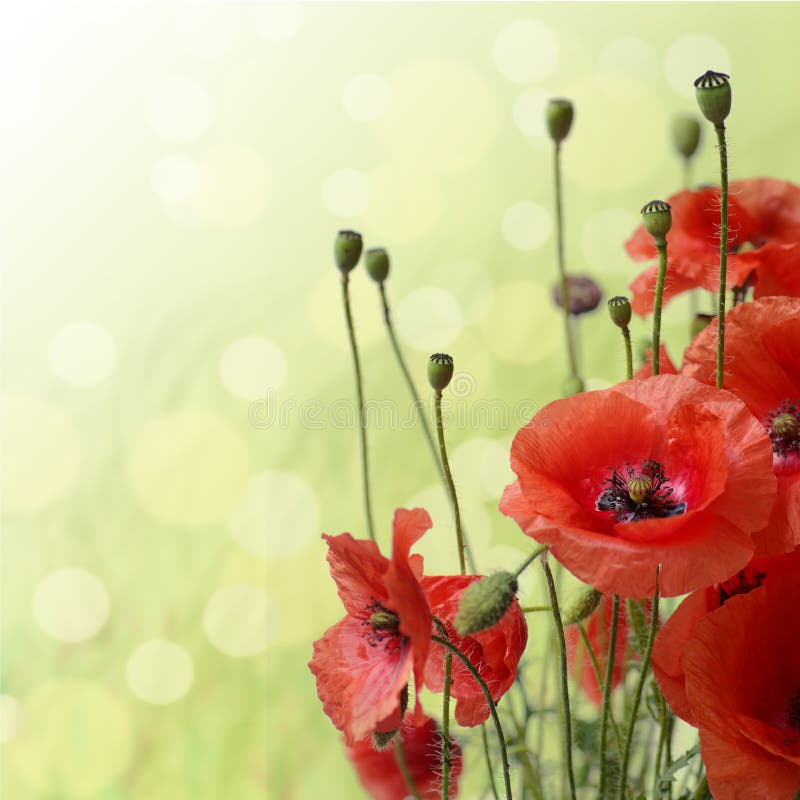 Red Poppy is isolated on a green background.