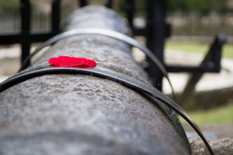Red Poppy On Old World War Cannon Gun