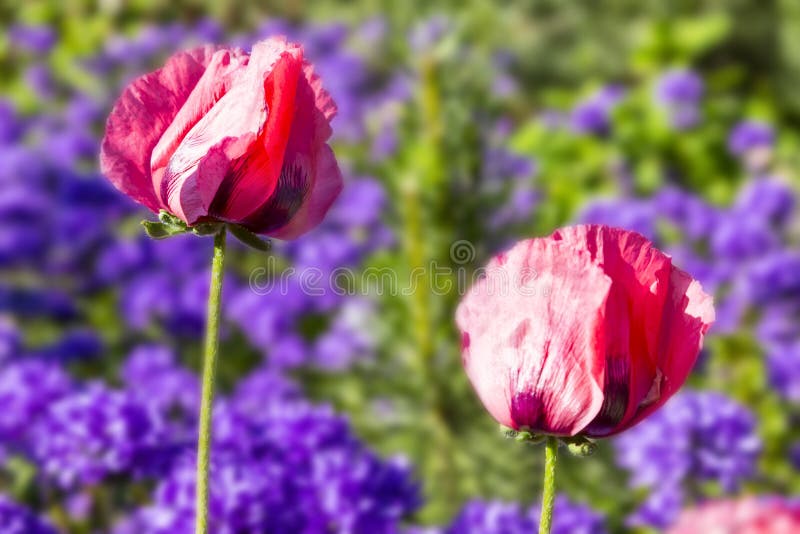 Red poppy Papaver and Campanula glomerata. Flowers in the garden royalty free stock photos Red poppy Papaver and Campanula glomerata. Flowers in the garden royalty free stock photos