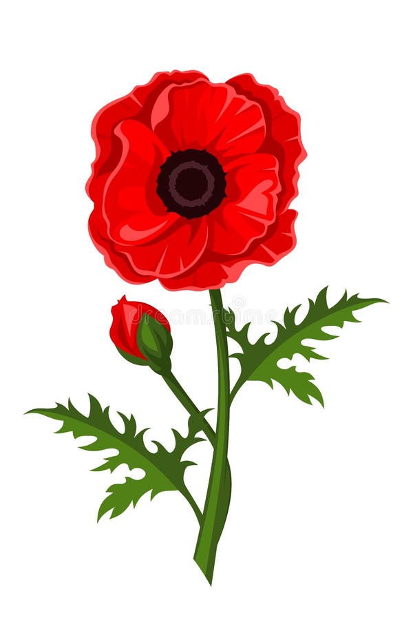 Red Poppy. Vector Illustration. Stock Vector - Illustration of floral ...