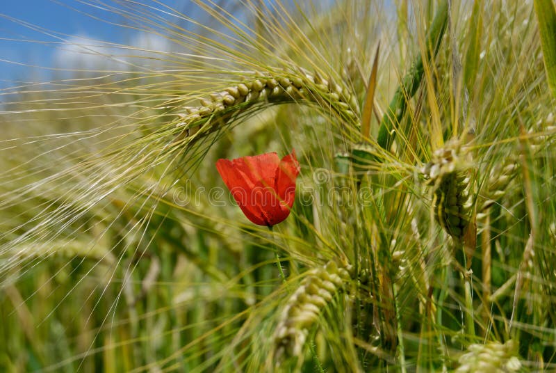 Red poppy in wheat