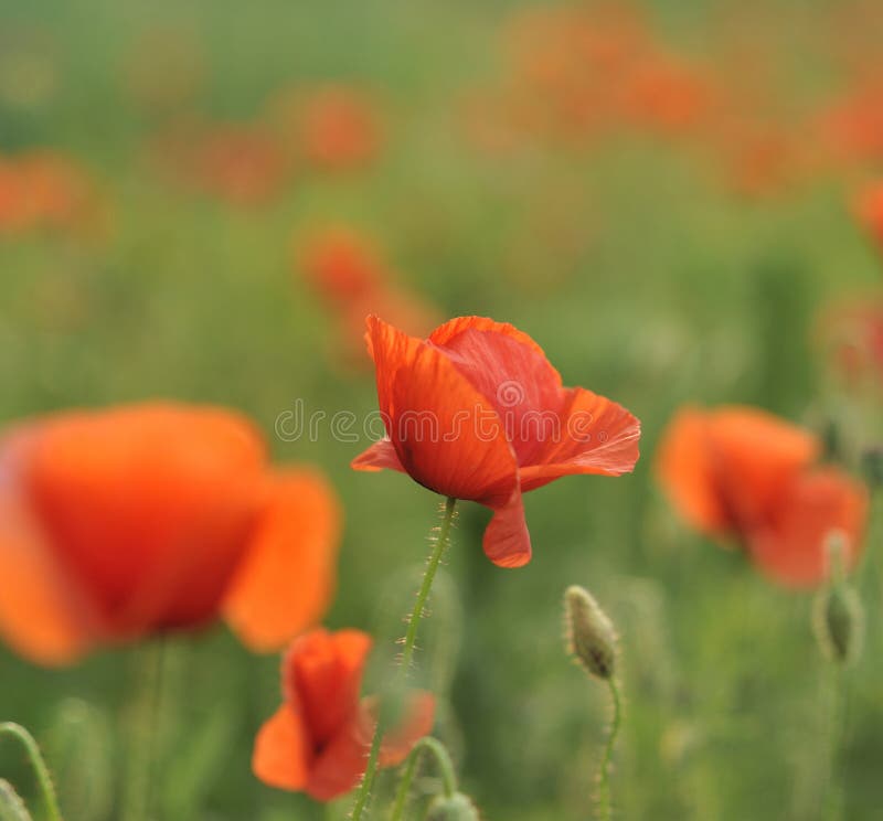 Red poppy