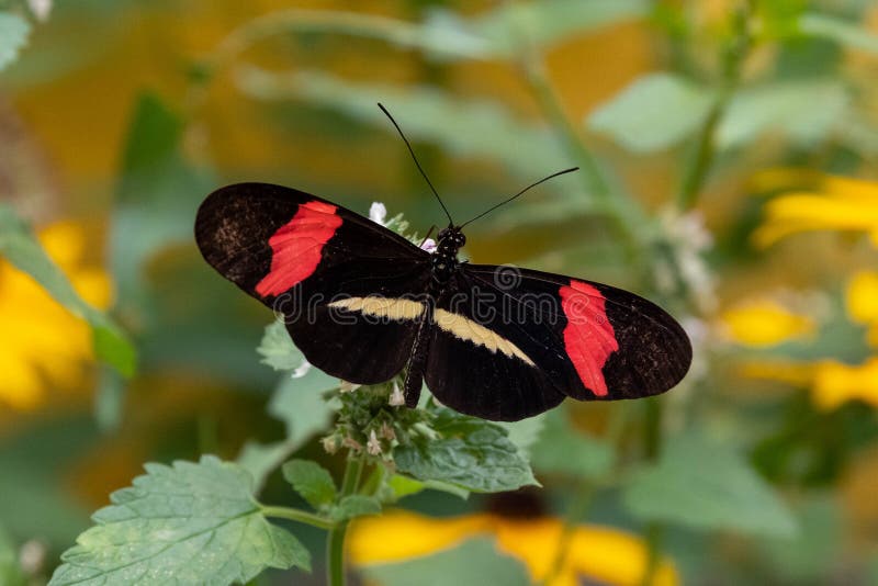 red postman butterfly clipart red postman butterfly clipart