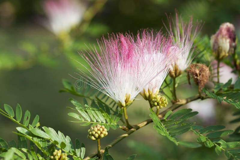 Red Powder Puff stock photo. Image of puff, mimosaceae 30302784