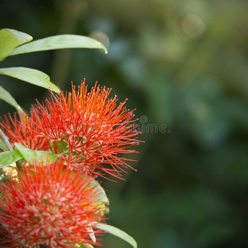 Red powder puff flower stock image. Image of beautiful 85837543