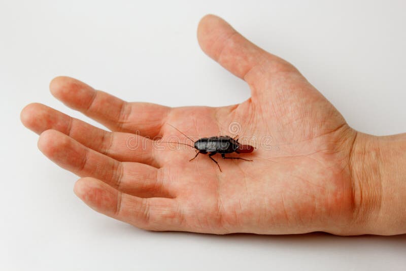 Red pregnant cockroach with an egg on a human hand. Macro photo close-up. Cockroach isolated water stock images, royalty-free photos and pictures