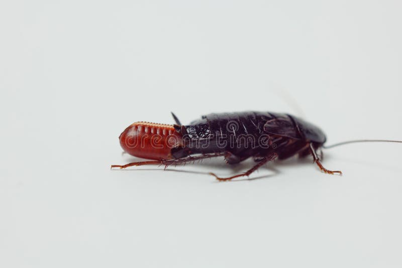 Red pregnant cockroach with an egg, on a white isolated background. Macro photo close-up