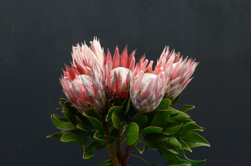 Red Protea Flower For Background Stock Photo Image of plant, five