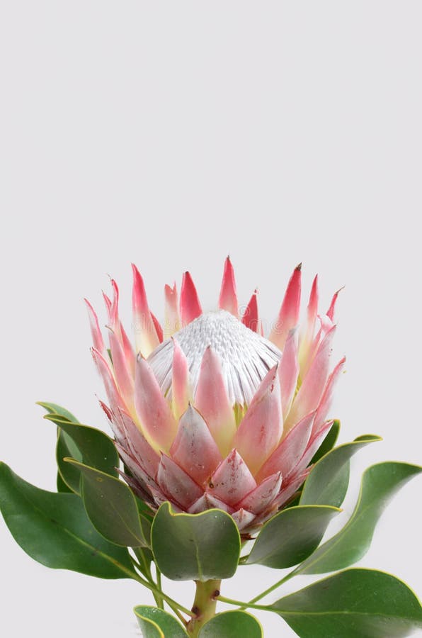 1,266 Proteas Stock Photos - Free & Royalty-Free Stock Photos from ...