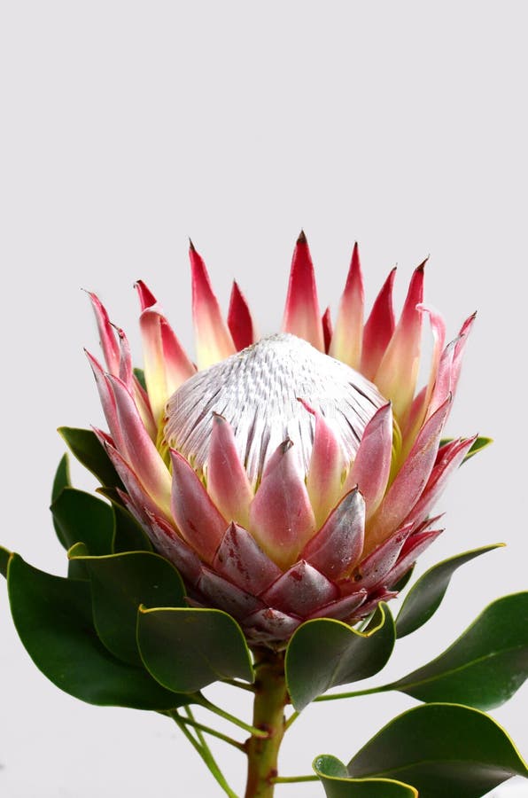 Red Protea Flower For Background Stock Image Image of beauty, natural