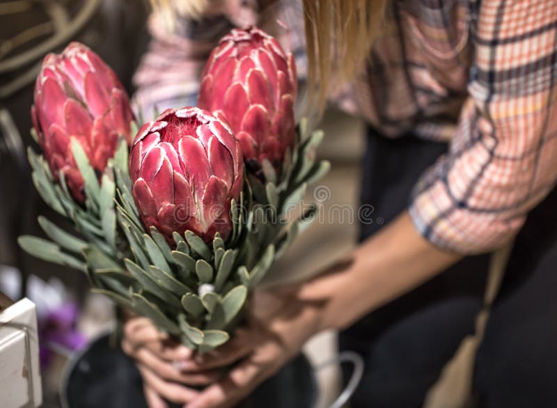 Red Proteus Exotic Flower in a Flower Shop Stock Image Image of decorative, exotic 155743675