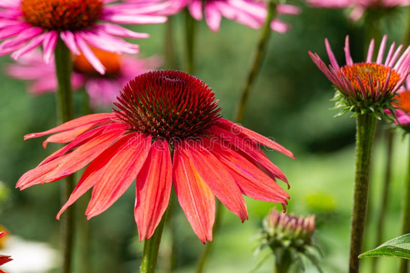 Red and Purple Coneflowers Echinacea in Full Bloom Stock Image Image