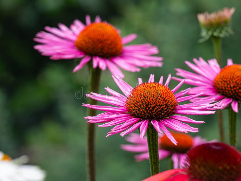 Red and Purple Coneflowers Echinacea in Full Bloom Stock Photo Image