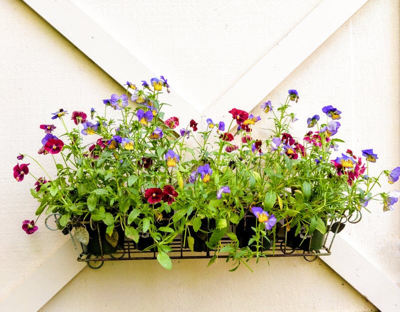 Red and Purple Pansy Violas in Iron Pot on House