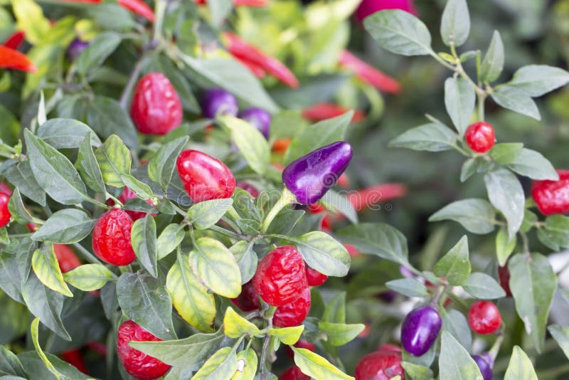 Purple pepper on plant stock image. Image of mirchi 200317081