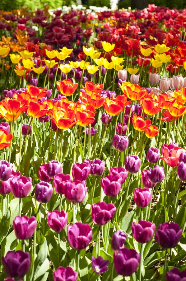 Red, Purple, Pink and Yellow Tulips in a Park during Tulip Festival in ...