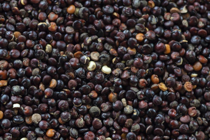 Red Quinoa Macro. Uncooked Grain with Varying Texture and Color Stock Photo Image of protein