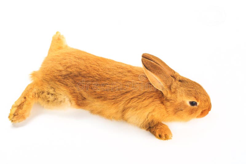 Red Rabbit Lying on Stomach Isolated on White Background Stock Photo -  Image of herbivorous, animals: 120429478