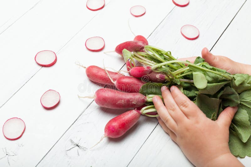 Red radish root plant. Wooden board, agriculture background. Kid, child, baby hand royalty free stock images Red radish root plant. Wooden board, agriculture background. Kid, child, baby hand royalty free stock images