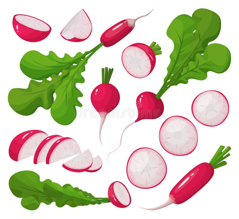 Red Radish Vector Cartoon Set Icon. Vector Illustration Vegetable On