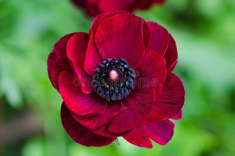 Red Ranunculus