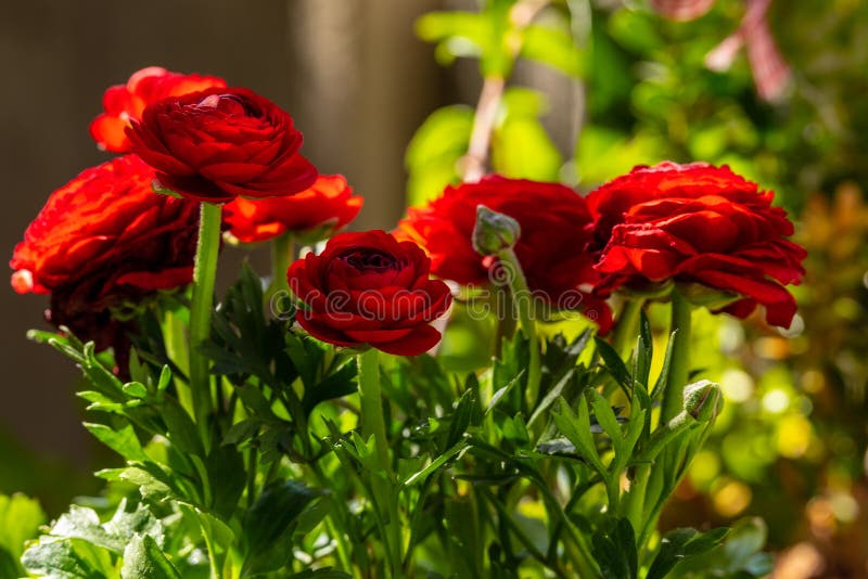 Red Ranunculus Flowers with Buds and Green Plant Stems Stock Image ...