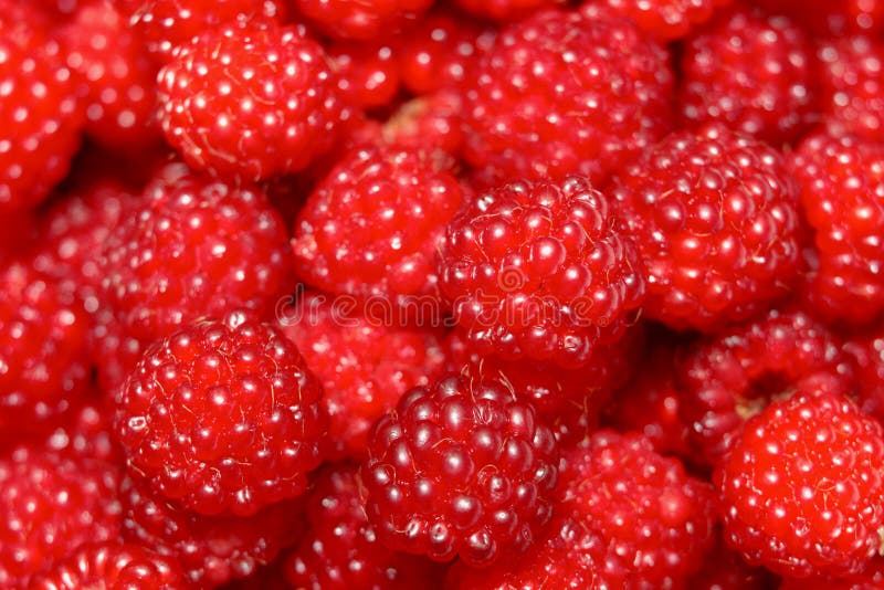 Red raspberries