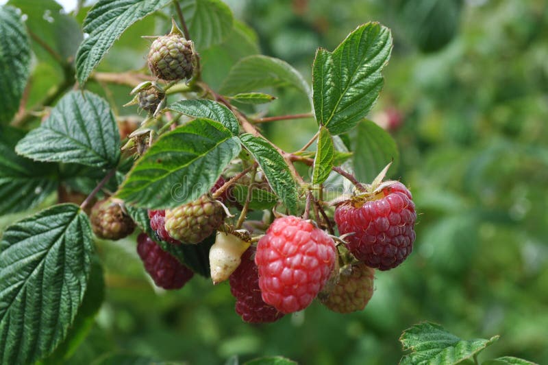 Red Raspberries