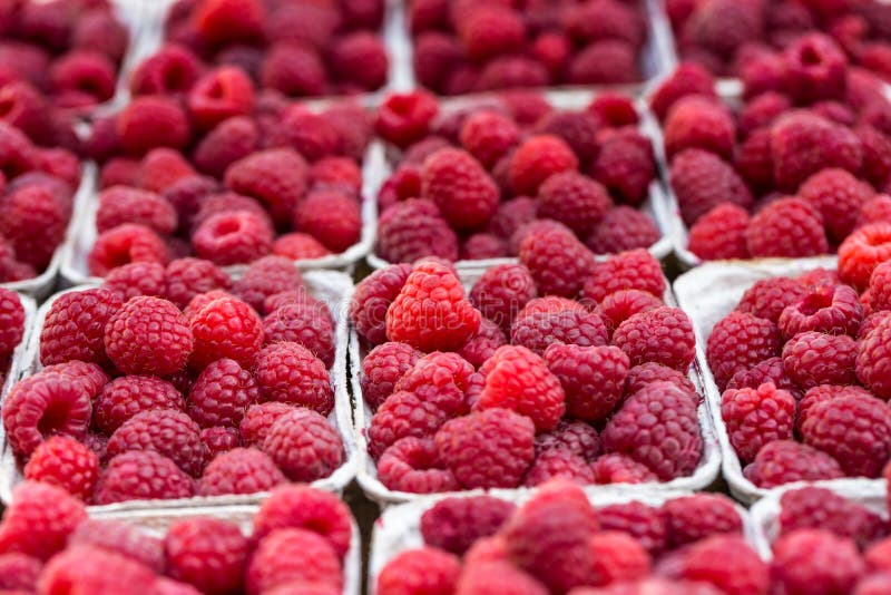 Red raspberries in boxes at local farm market royalty free stock photo Red raspberries in boxes at local farm market royalty free stock photo