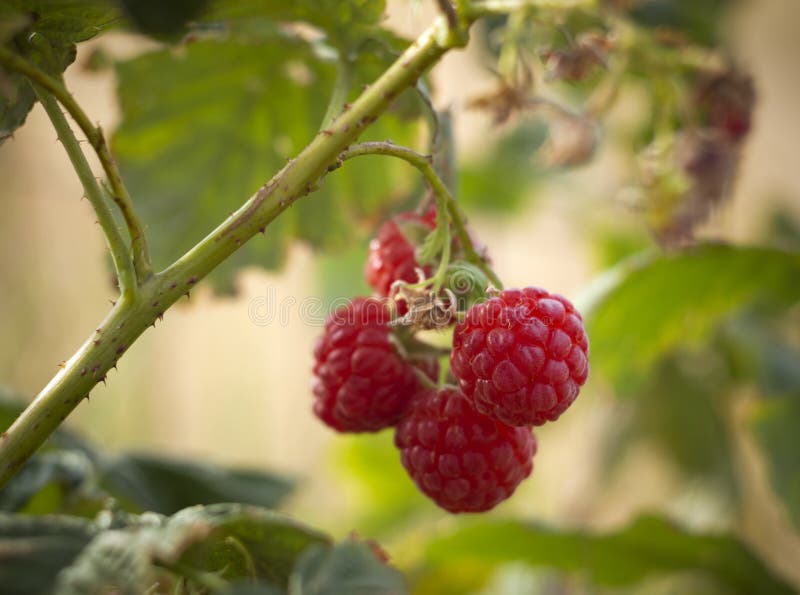 Red raspberry berries Rubus idaeus hang on a Bush in autumn in Greece stock images