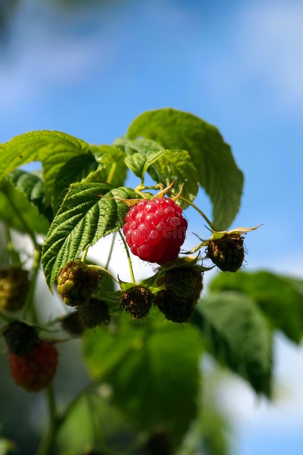 Red raspberry growing in natural environment close-up
