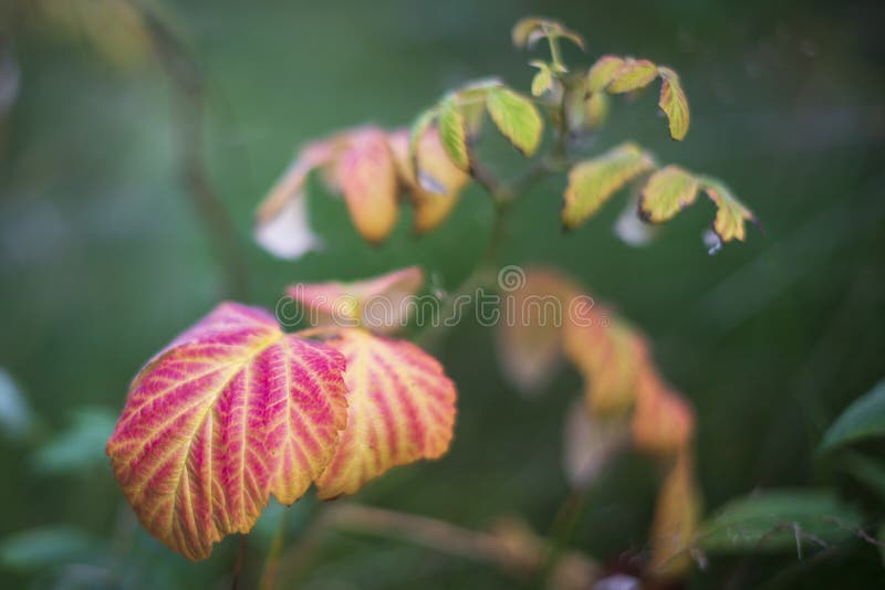 Red raspberry leaf on an autumn day