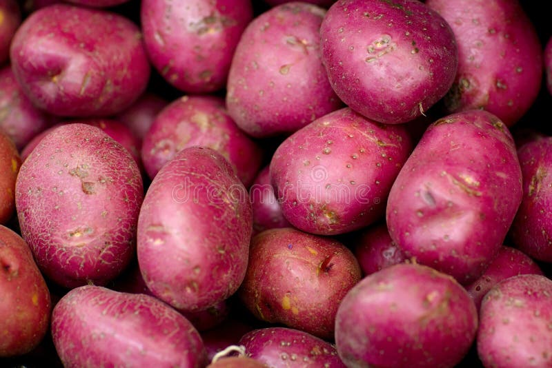 Red raw sweet potatoes. stock photo. Image of food, store 78527620
