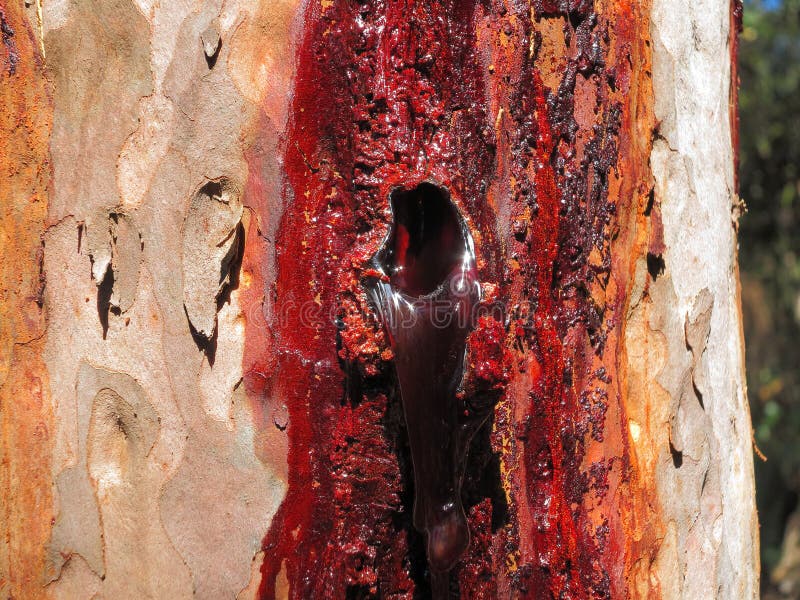 Close-up of resin extrusion of eucalyptus tree, Australian nature