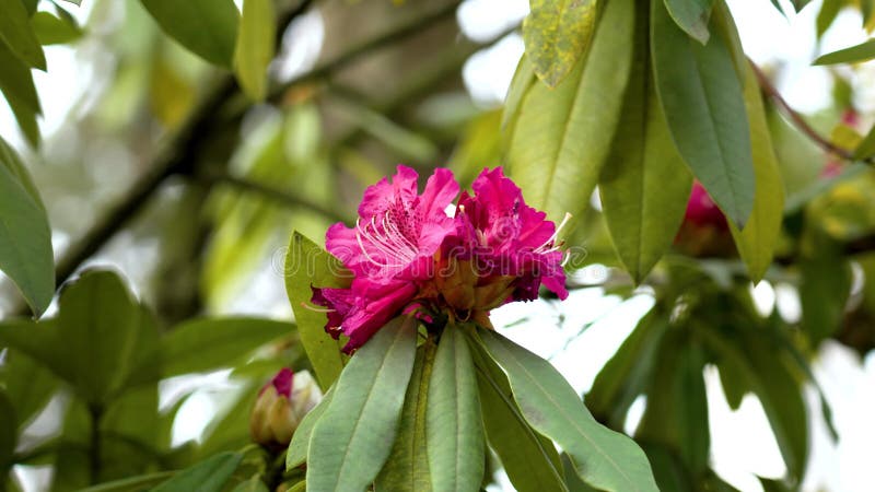 Red rhododendron blooming flowers on a garden evergreen bush